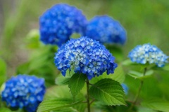 アジサイ/ 紫陽花