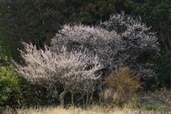 ハクバイ/ 白梅