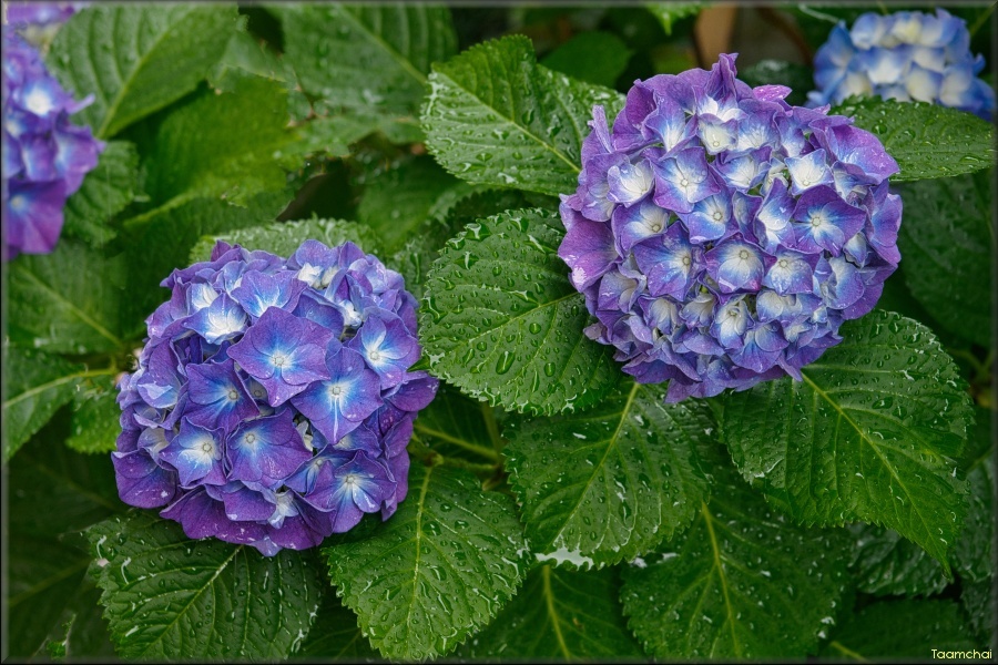 アジサイ/ 紫陽花