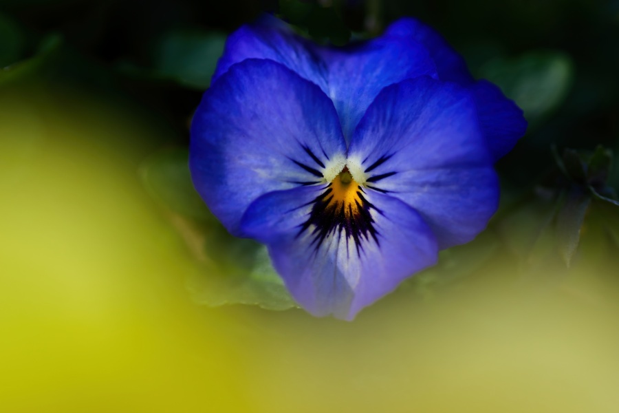 ビオラ ヴィオラ