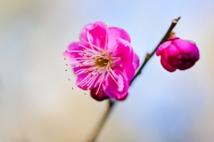 コウバイ/ 紅梅