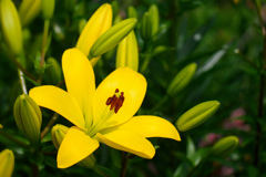 アジアンティック・ハイブリッド