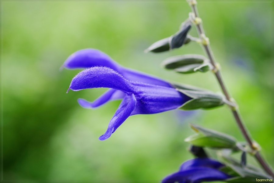 サルビア・ガラニチカ