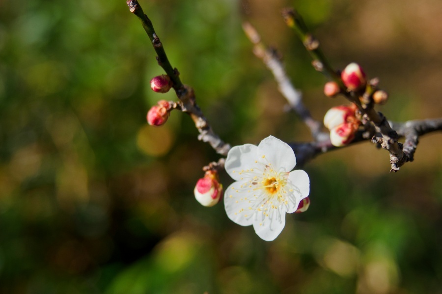 ハクバイ/ 白梅