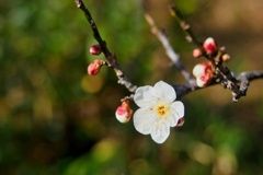 ハクバイ/ 白梅