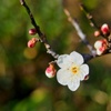 ハクバイ/ 白梅