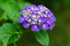 アジサイ/ 紫陽花