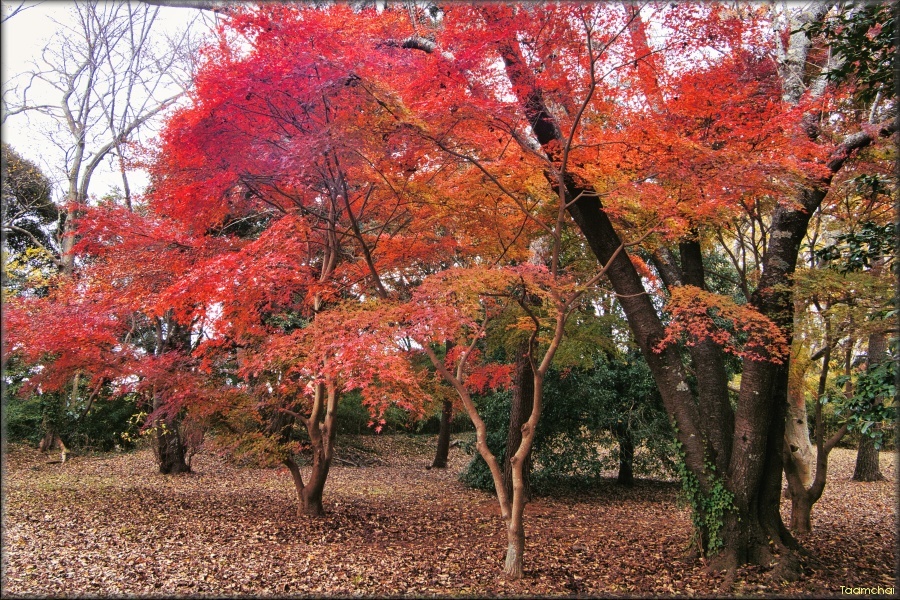 モミジ / 紅葉