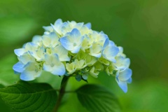 アジサイ/ 紫陽花