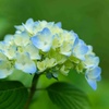 アジサイ/ 紫陽花