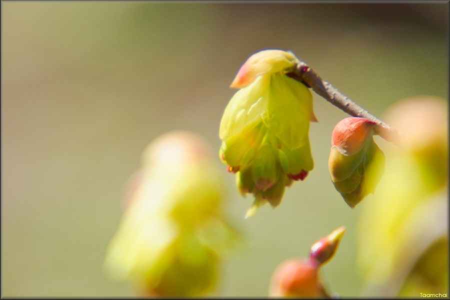 トサミズキ/ 土佐水木