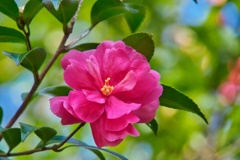 サザンカ/ 山茶花