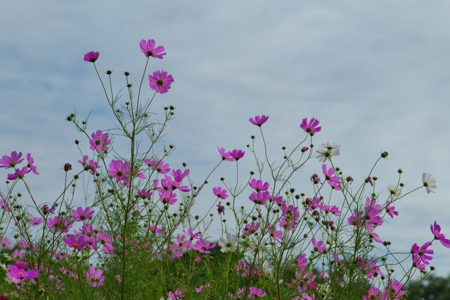コスモス/ 秋桜