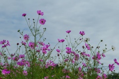 コスモス/ 秋桜