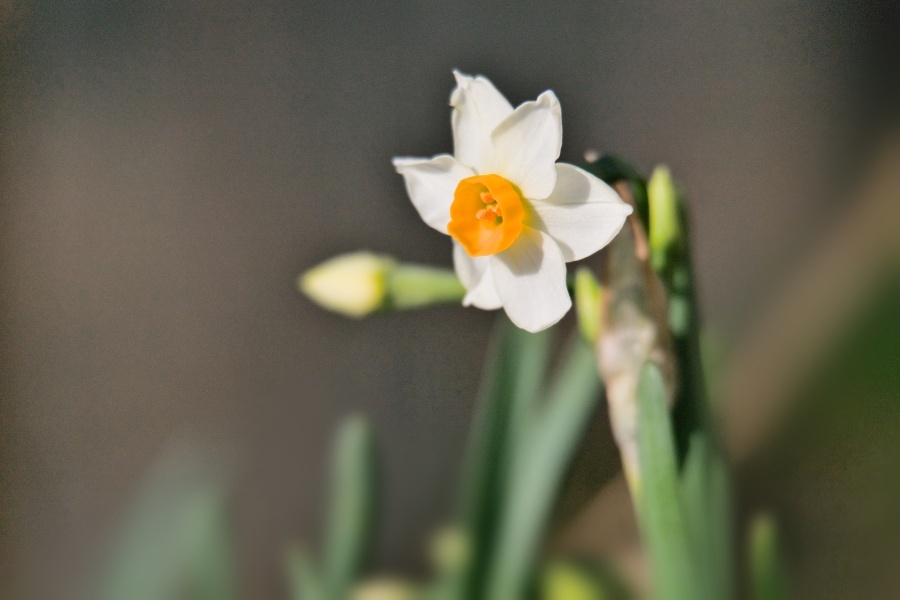 スイセン/ 水仙