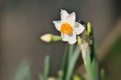 スイセン/ 水仙