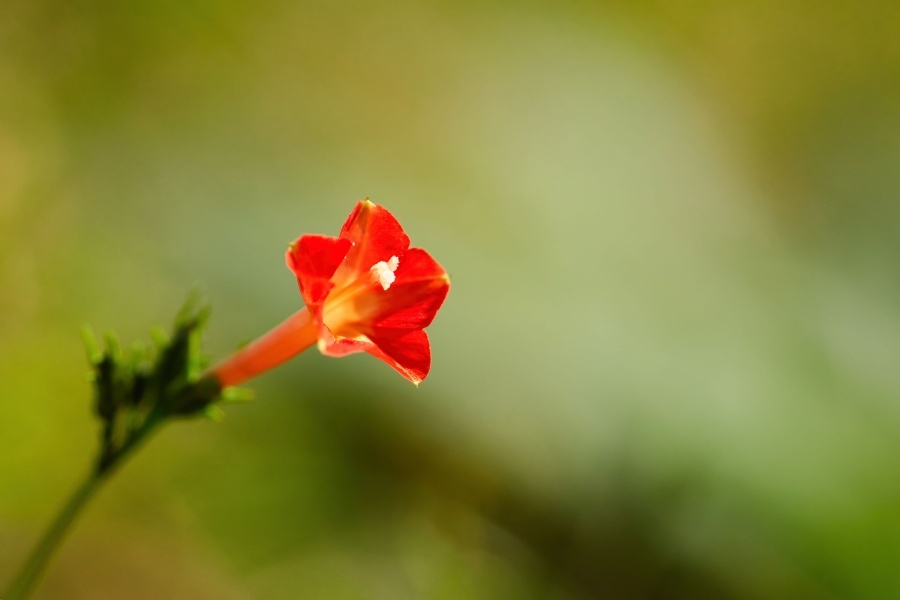 マルバルコウソウ/ 丸葉縷紅草