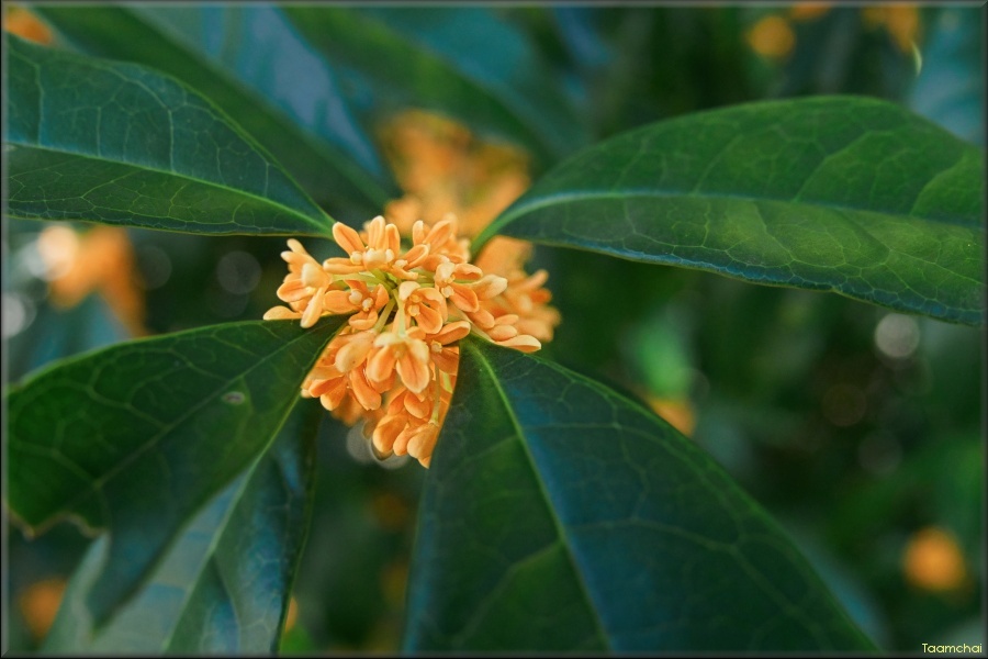 キンモクセイ/ 金木犀