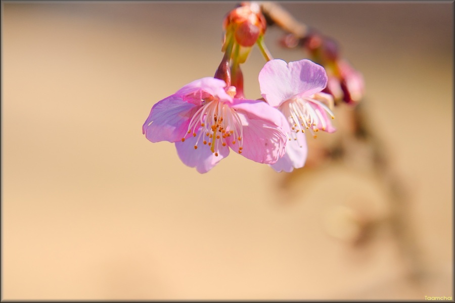 カワヅザクラ/ 河津桜