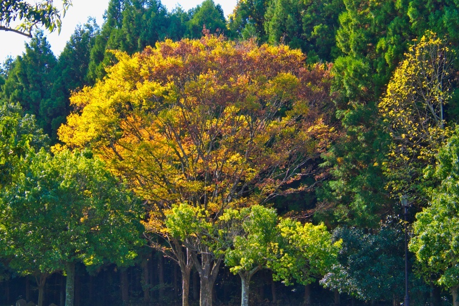 コウヨウ/ 黄葉