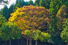 コウヨウ/ 黄葉