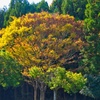 コウヨウ/ 黄葉