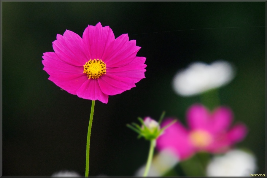 コスモス/ 秋桜