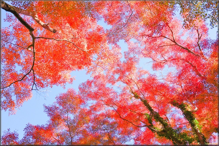 モミジ/ 紅葉