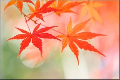 モミジ/ 紅葉