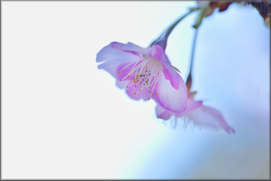 カワヅザクラ/ 河津桜 