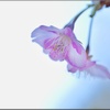 カワヅザクラ/ 河津桜 