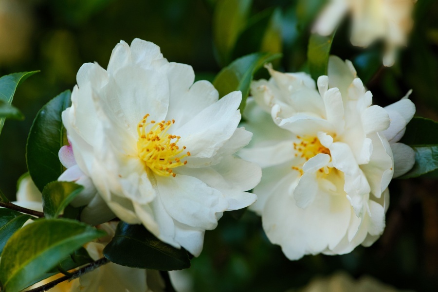 サザンカ/ 山茶花