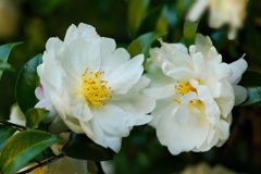 サザンカ/ 山茶花