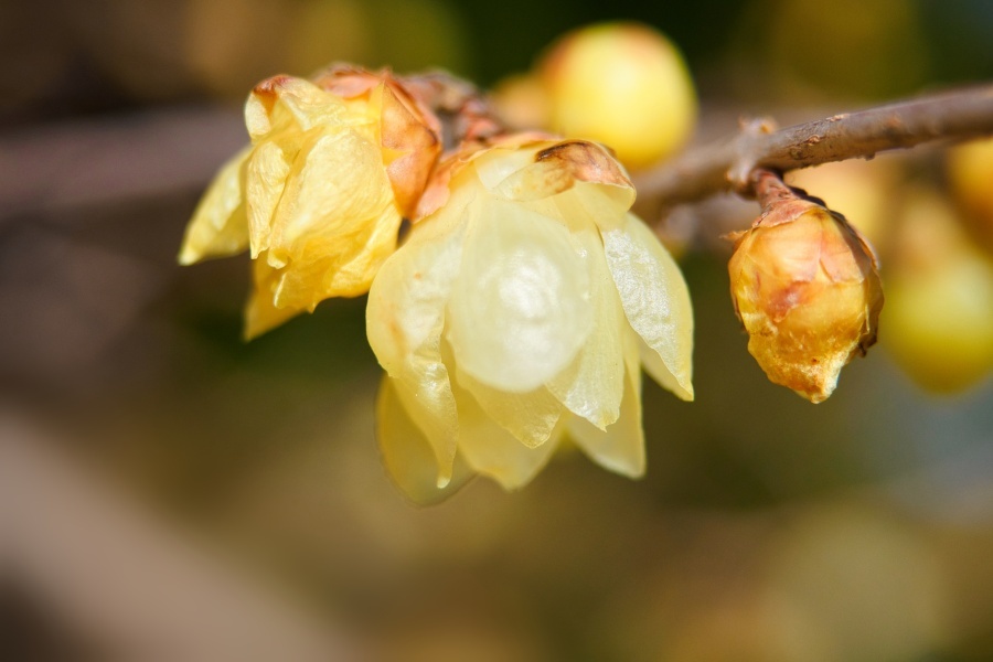 ソシンロウバイ/ 素心蝋梅