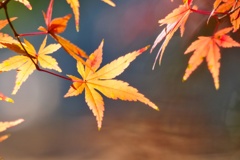 モミジ/ 紅葉