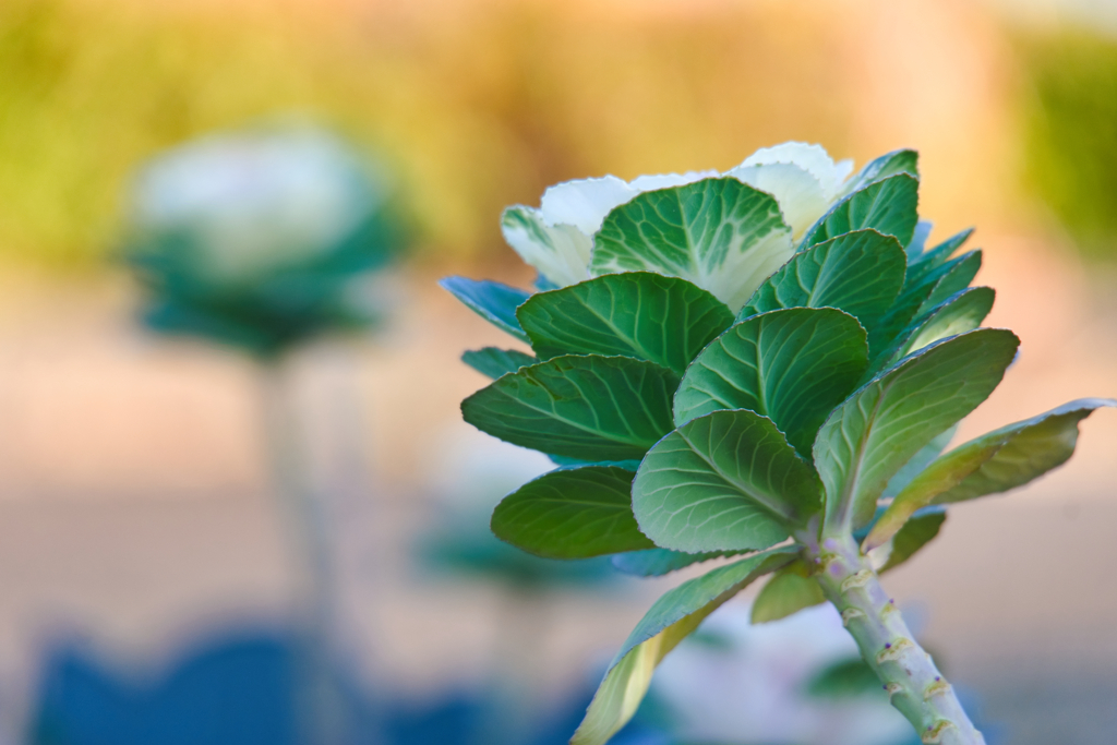 ハボタン/ 葉牡丹