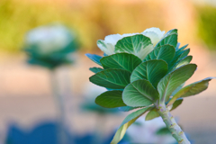 ハボタン/ 葉牡丹