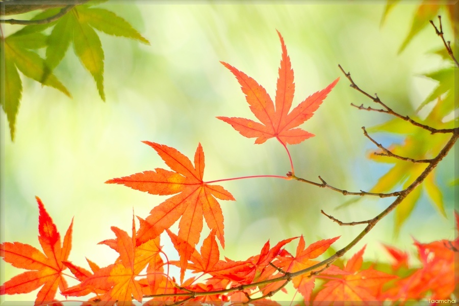 モミジ/ 紅葉