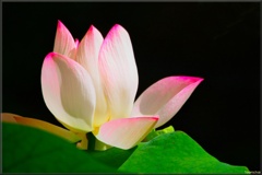ハス 蓮/ Lotus