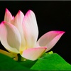 ハス 蓮/ Lotus