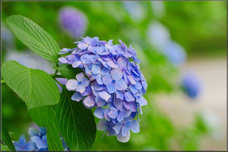 アジサイ/ 紫陽花