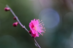 コウバイ/ 紅梅