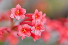 キルタンサス・マッケニー