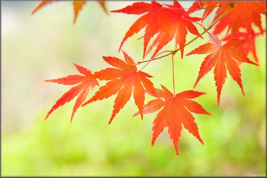 モミジ/ 紅葉