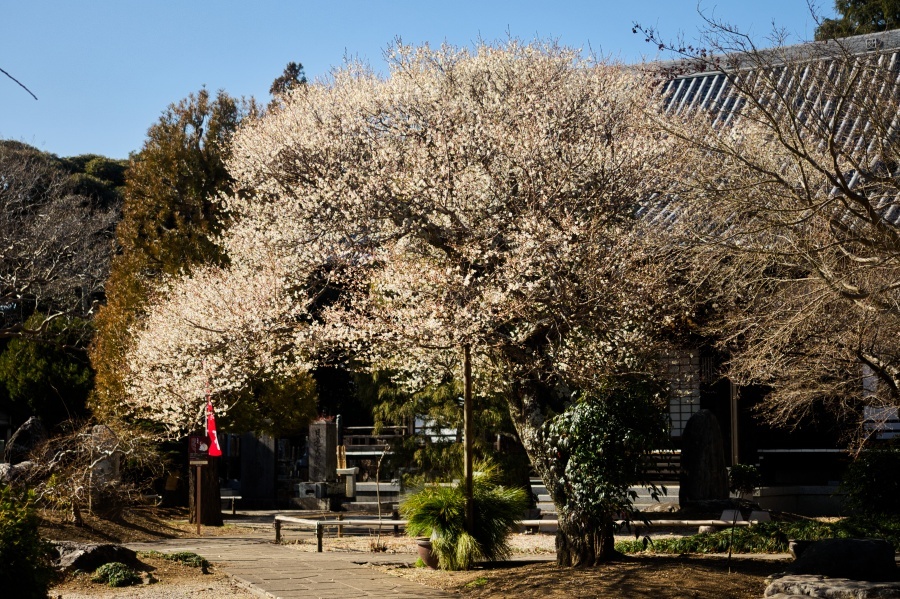 ハクバイ/ 白梅