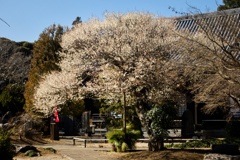 ハクバイ/ 白梅