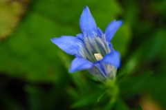 リンドウ/ 竜胆