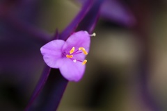 ムラサキゴテン/ 紫御殿