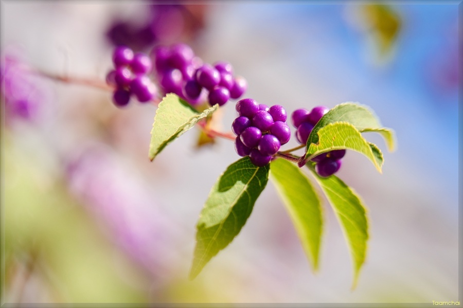 コムラサキ/ 小紫