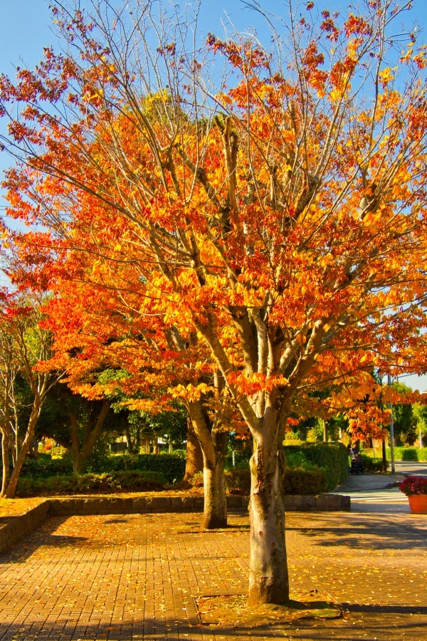 コウヨウ/ 黄葉